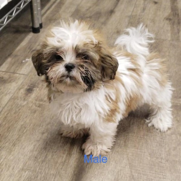 puppy image