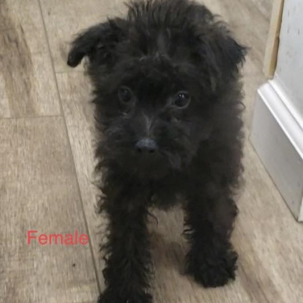 puppy image