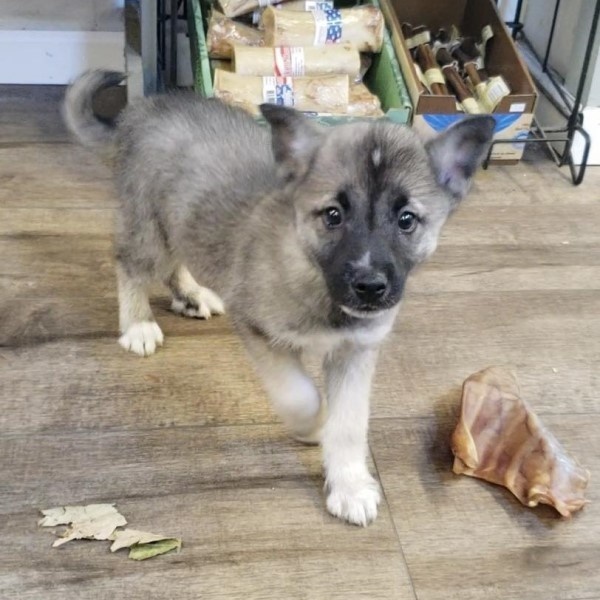 puppy image