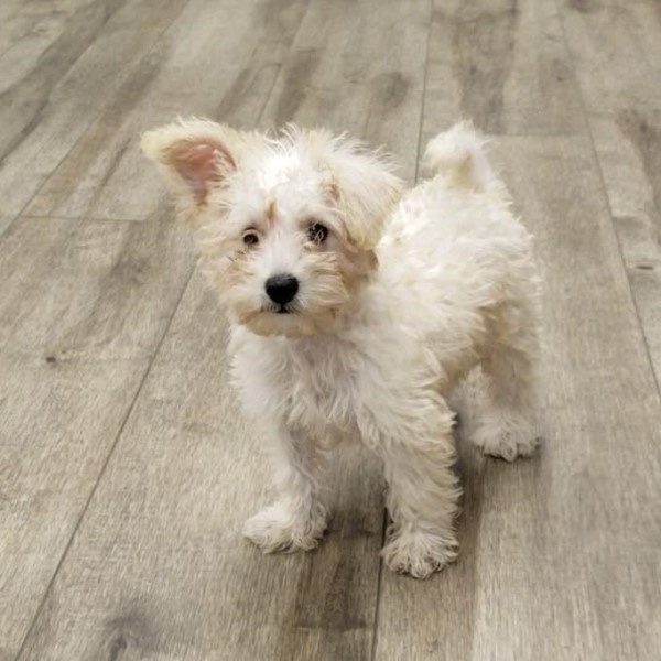 puppy image