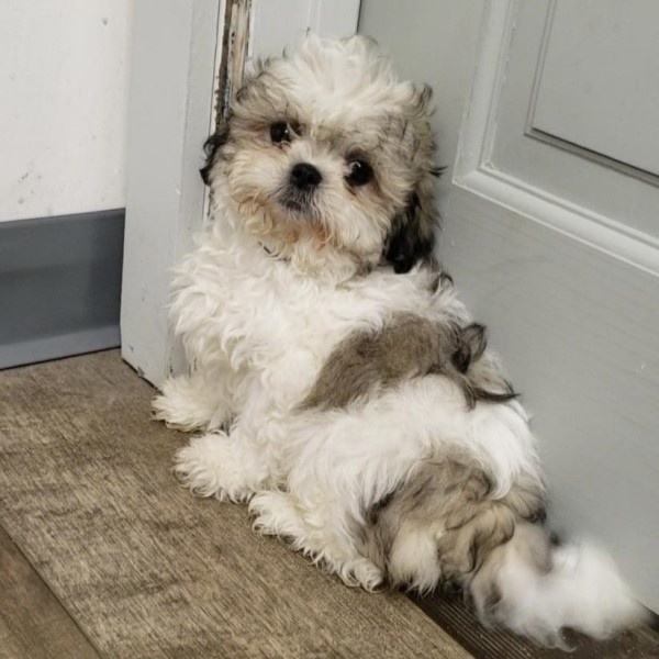 puppy image