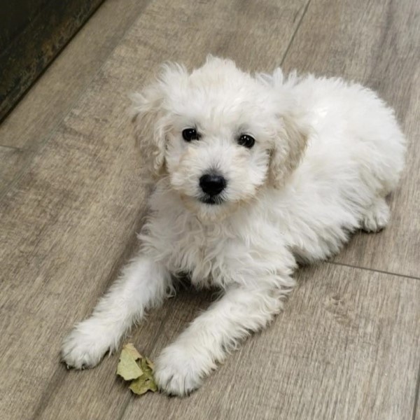 puppy image