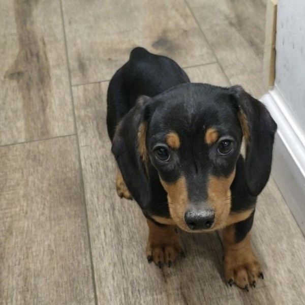 puppy image
