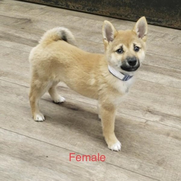 puppy image