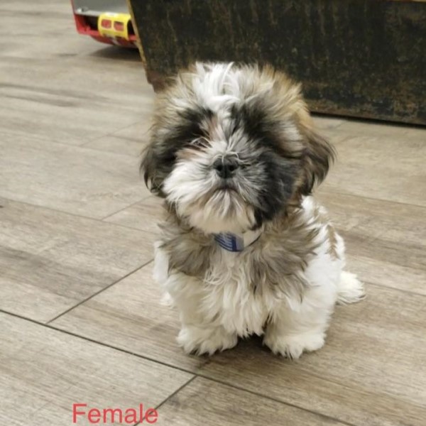 puppy image