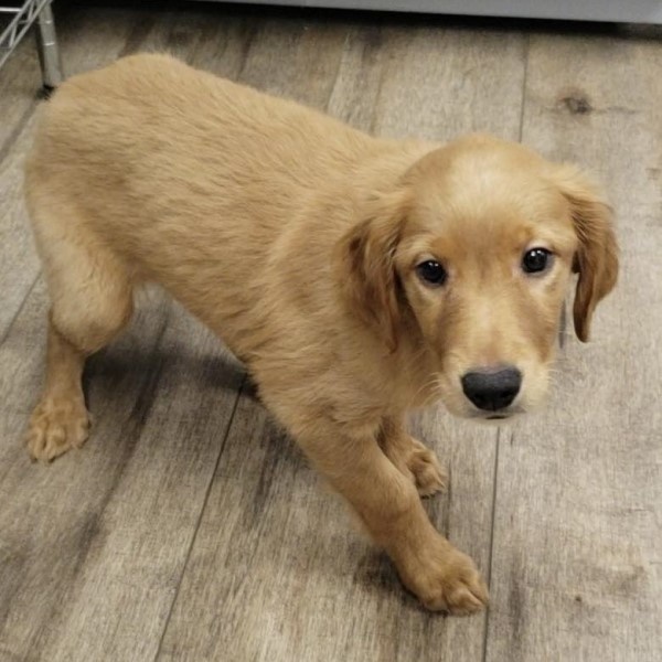 puppy image