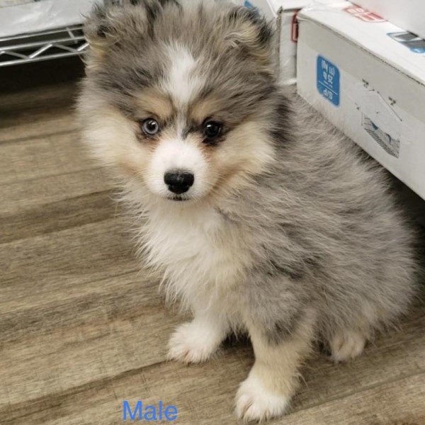 puppy image