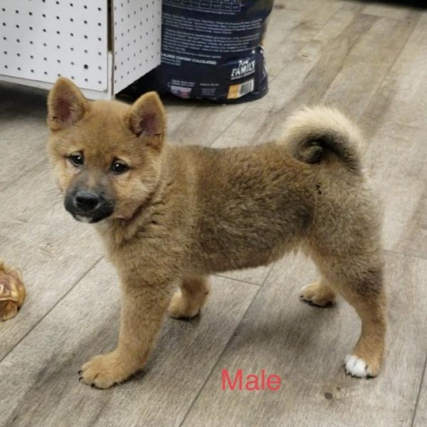 puppy image