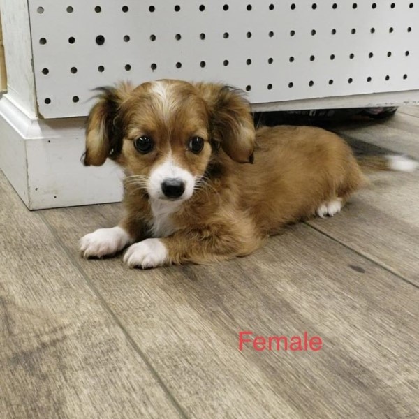 puppy image