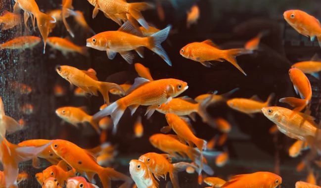 Common Aquarium Fish Diseases and How To Prevent Them