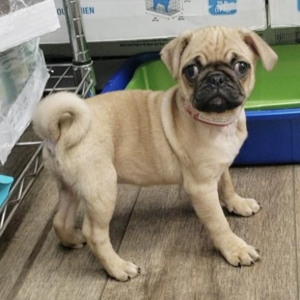 puppy image