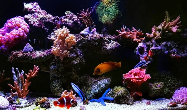 How to Avoid Common Coral Issues