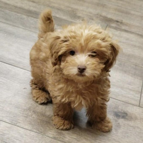 puppy image