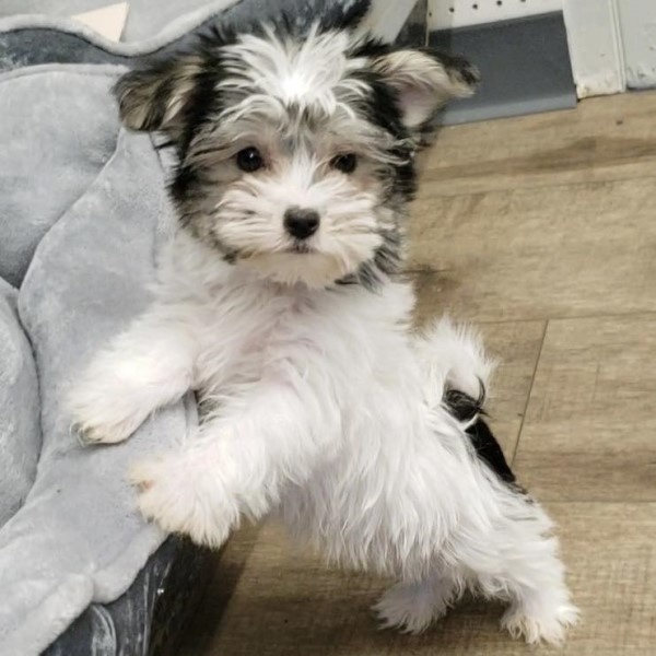 puppy image