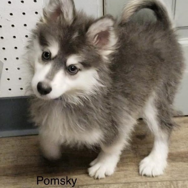 puppy image