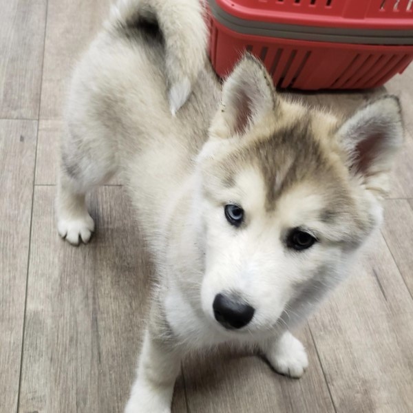 puppy image