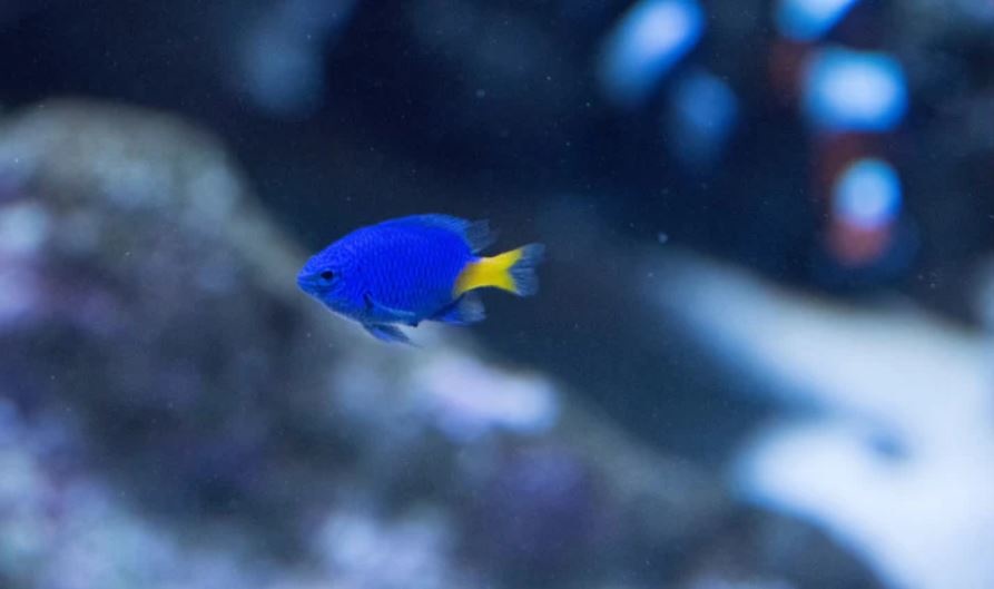 How to Care For a Yellowtail Damsel Fish