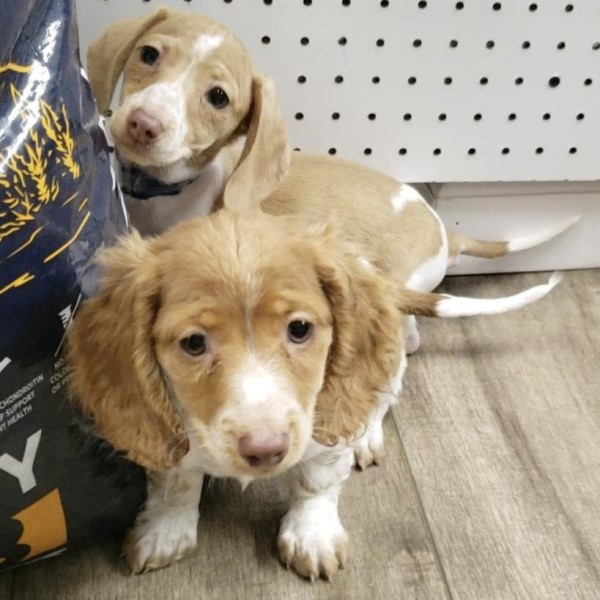 puppy image