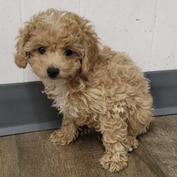 puppy image