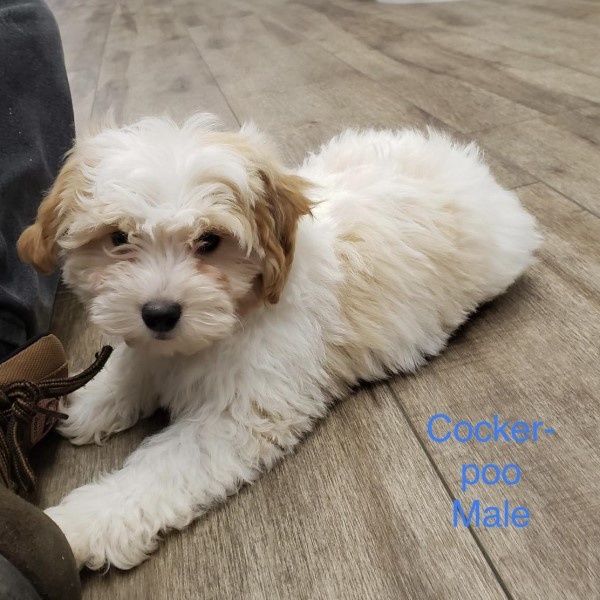 puppy image