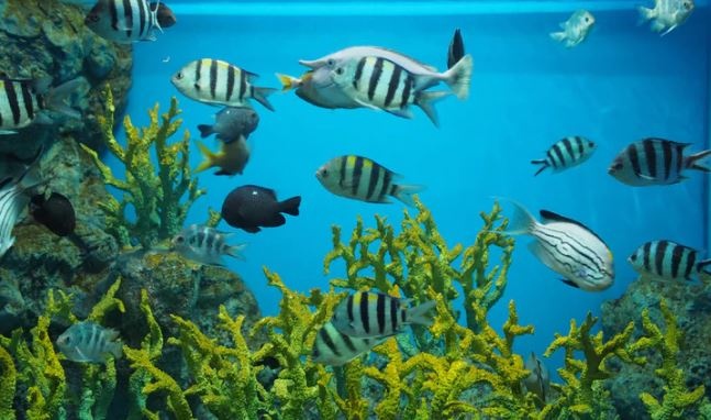 Major Health Benefits to Owning an Home Aquarium