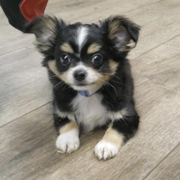puppy image