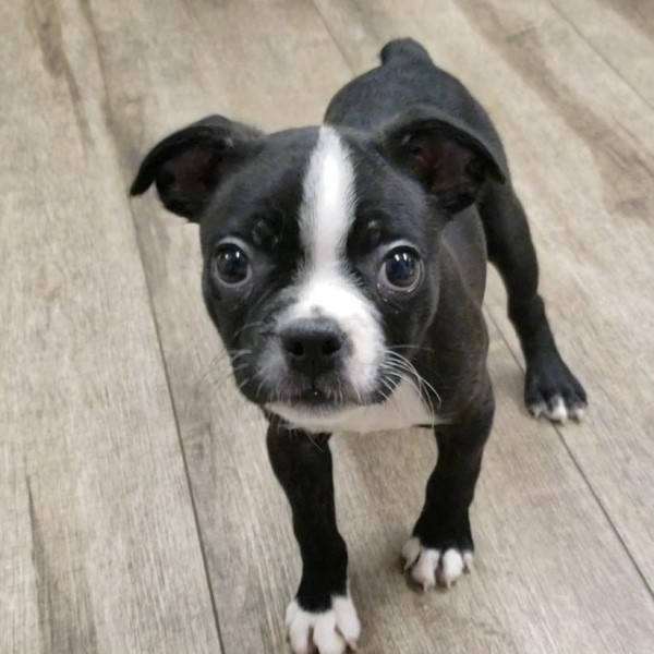 puppy image