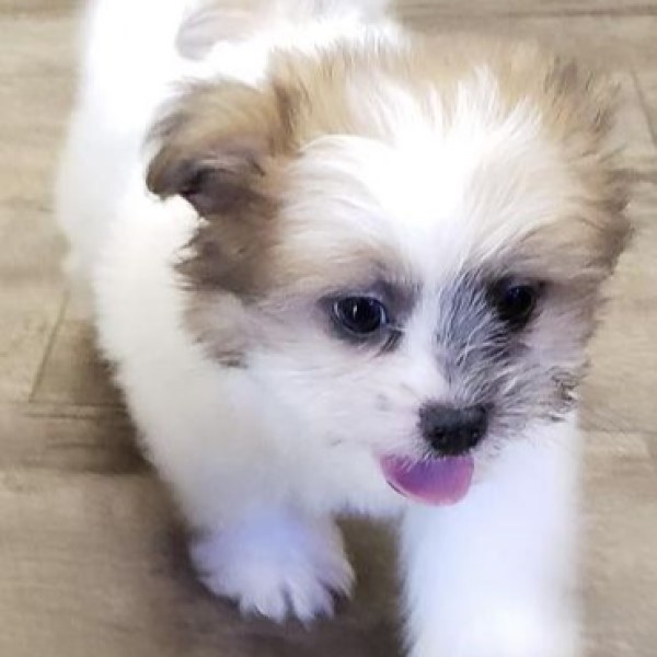 puppy image