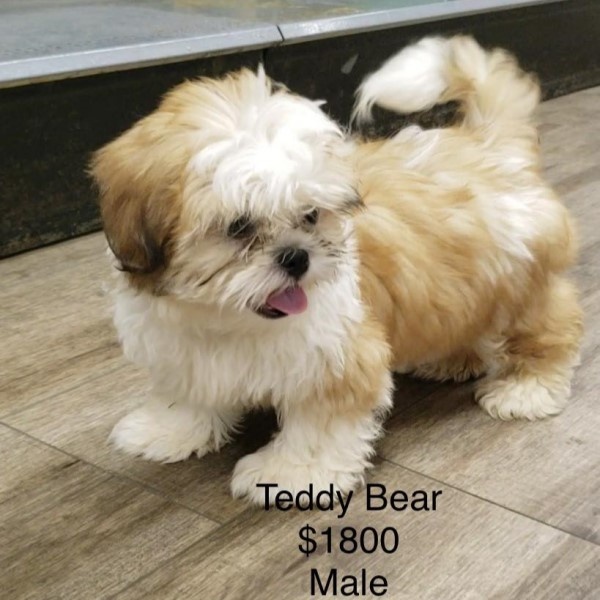 puppy image