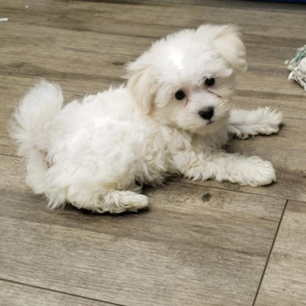 puppy image