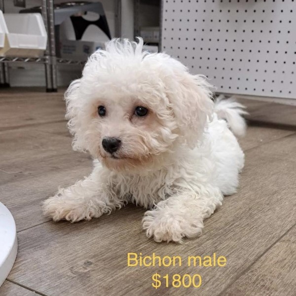 puppy image