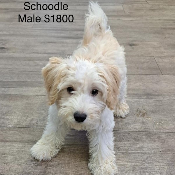 puppy image