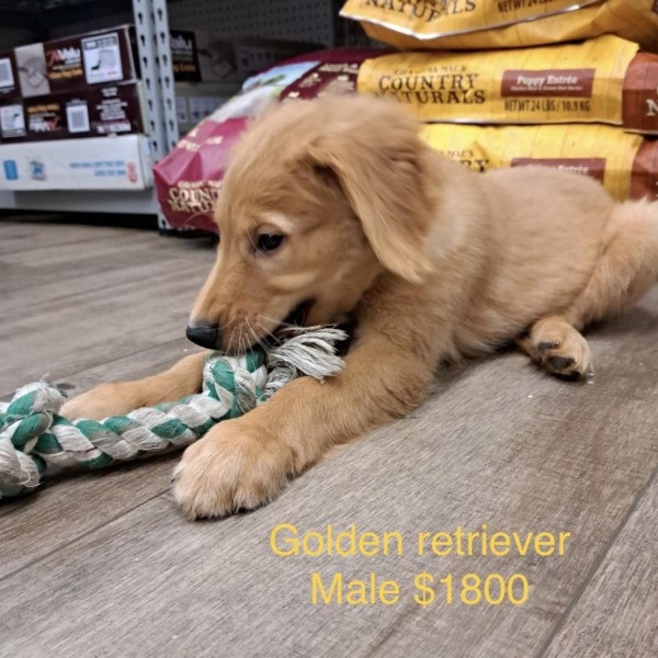 puppy image