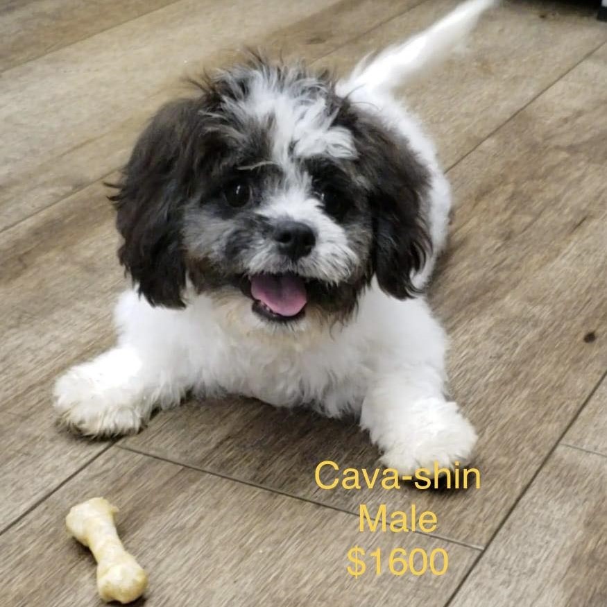 puppy image
