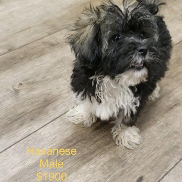 puppy image