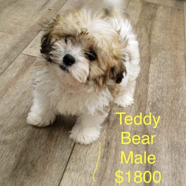 puppy image