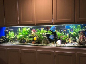 fish tank image