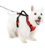Pet Safe PetSafe Easy Sport Harness Med Red