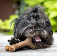Benebone Benebone Maplestick Dog Chew Toy, Small