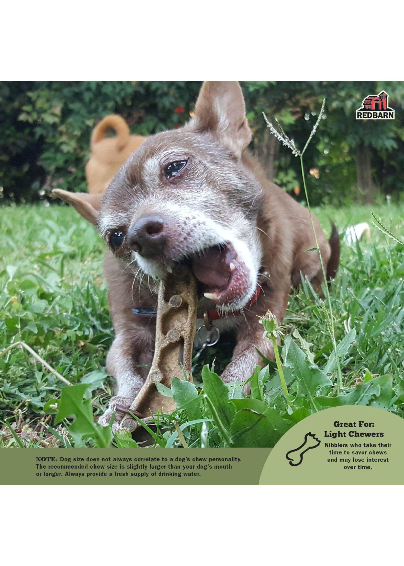 RBP Chew-a-bulls Brush Sm Bulk (75)