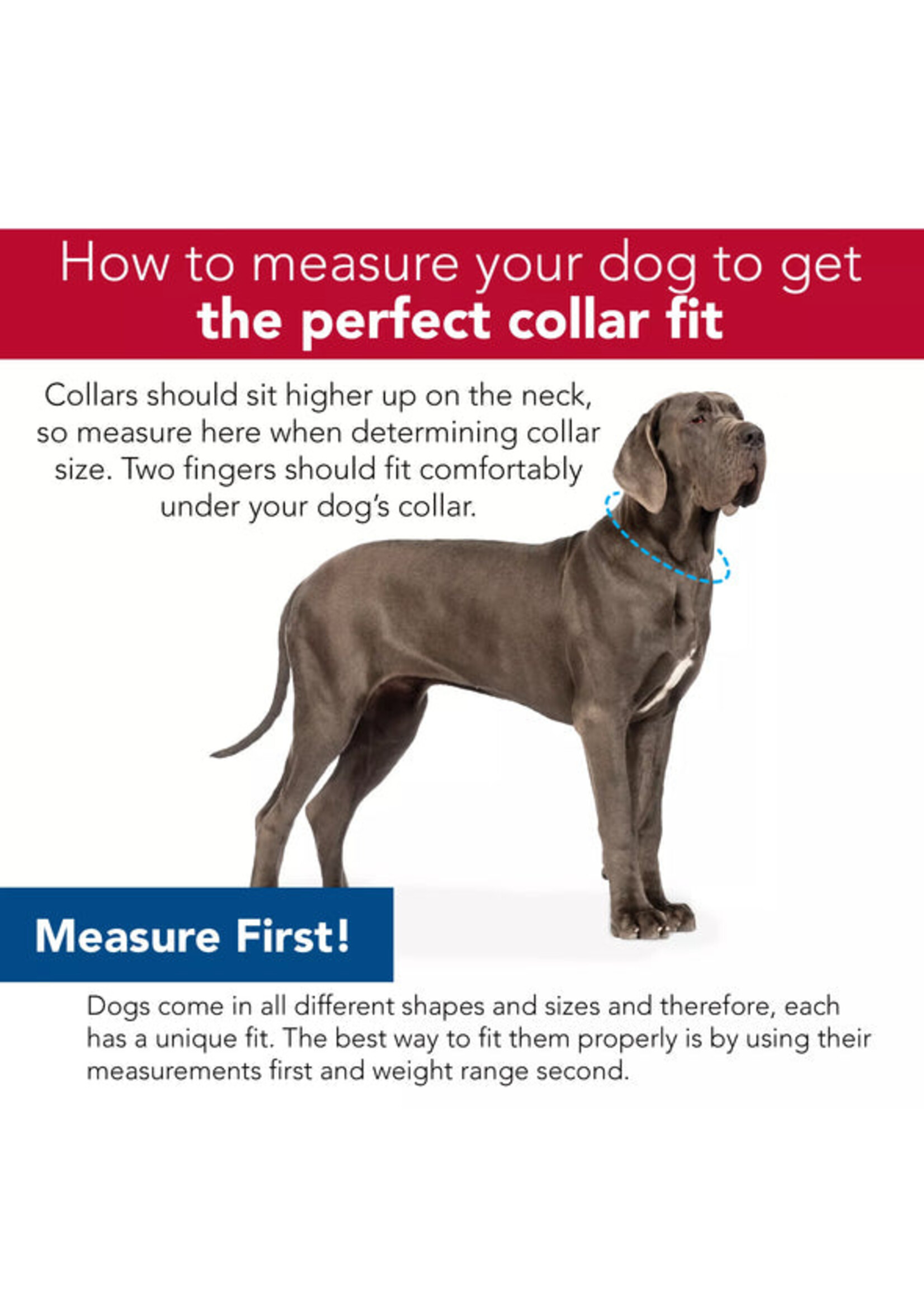 Coastal 1.5” Sublime Collar Stripe w/ Gold