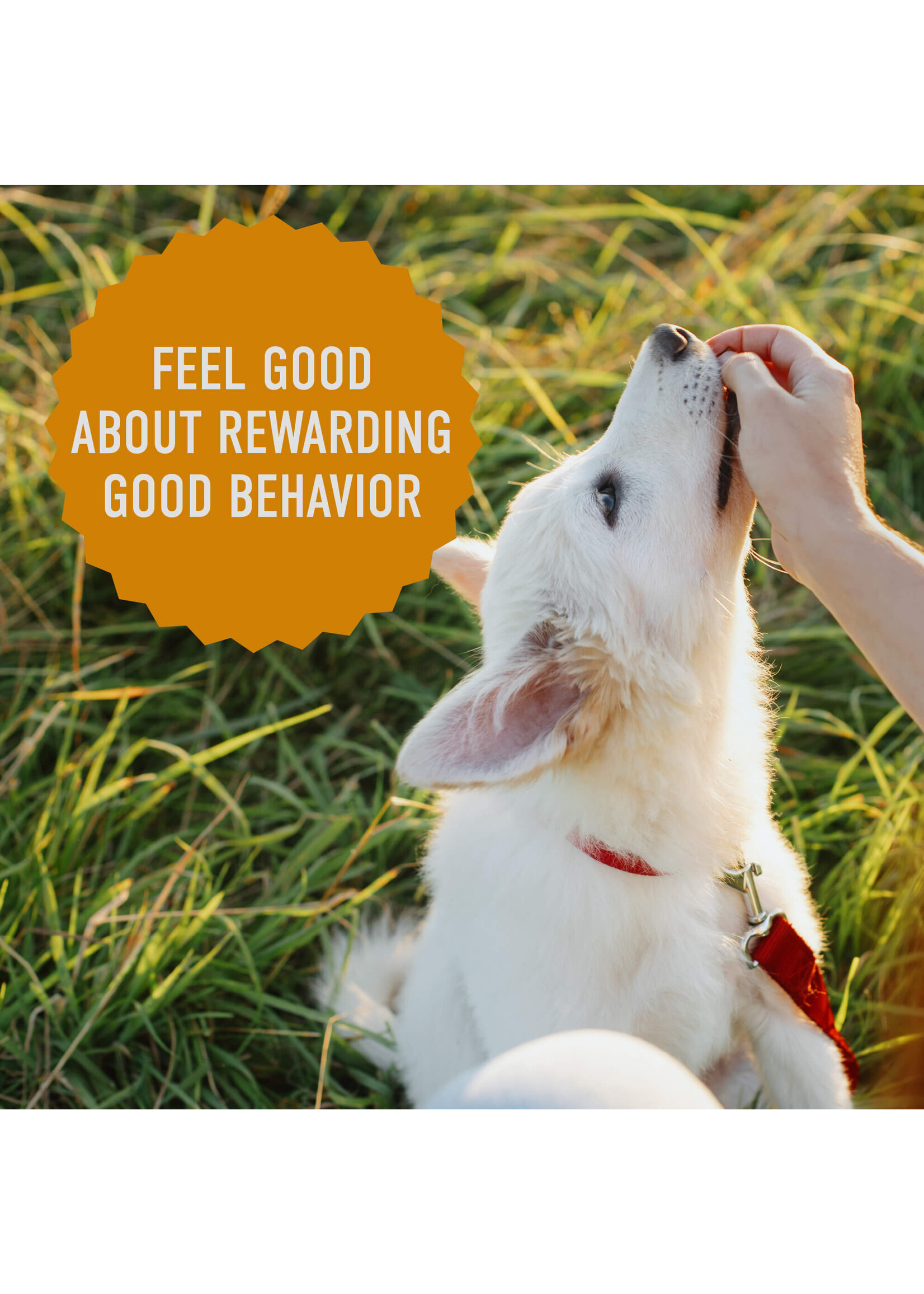 Tricky Trainer Chewy Cheddar Training Treats 14oz