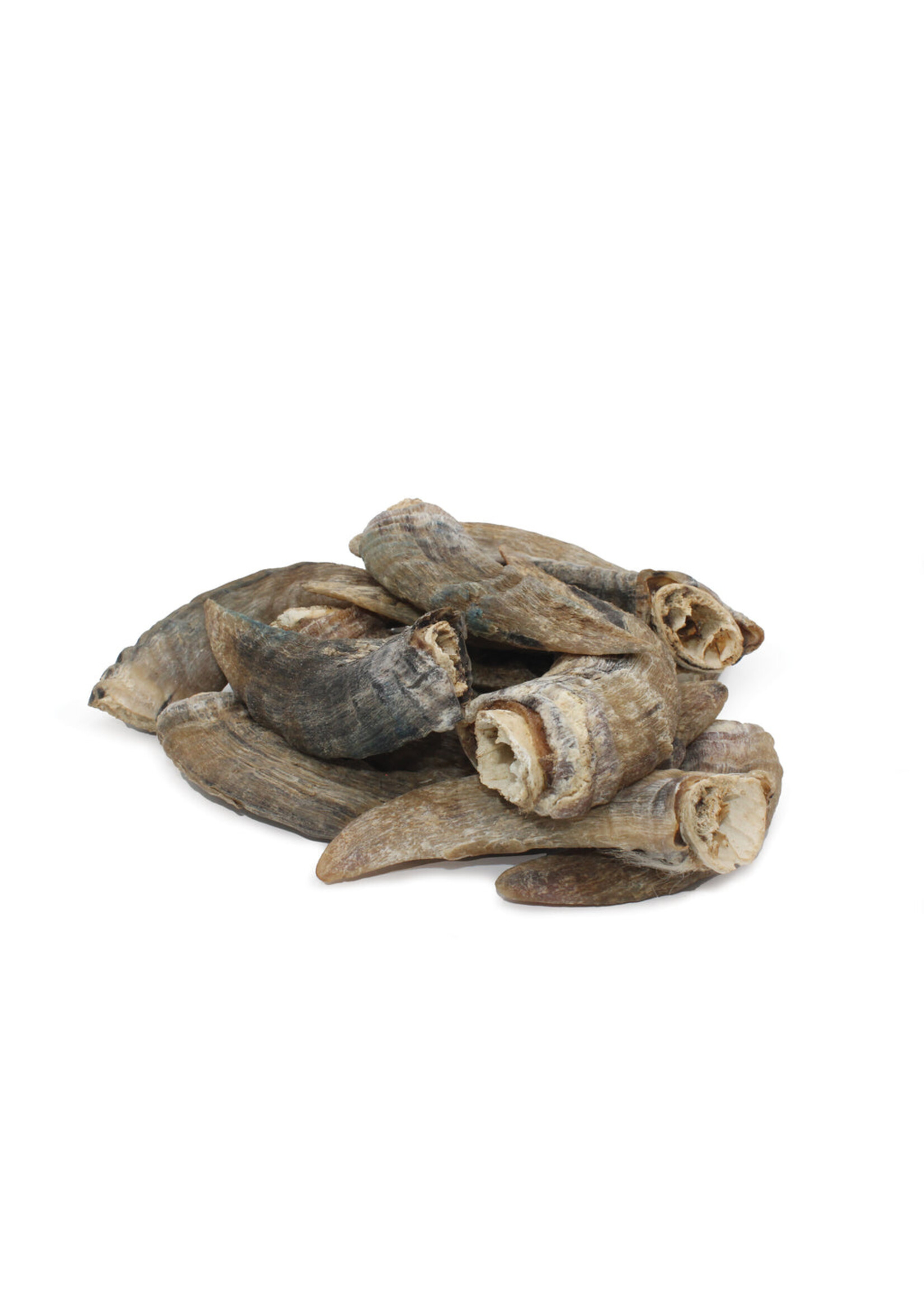 Lamb Horn Small w/ Marrow