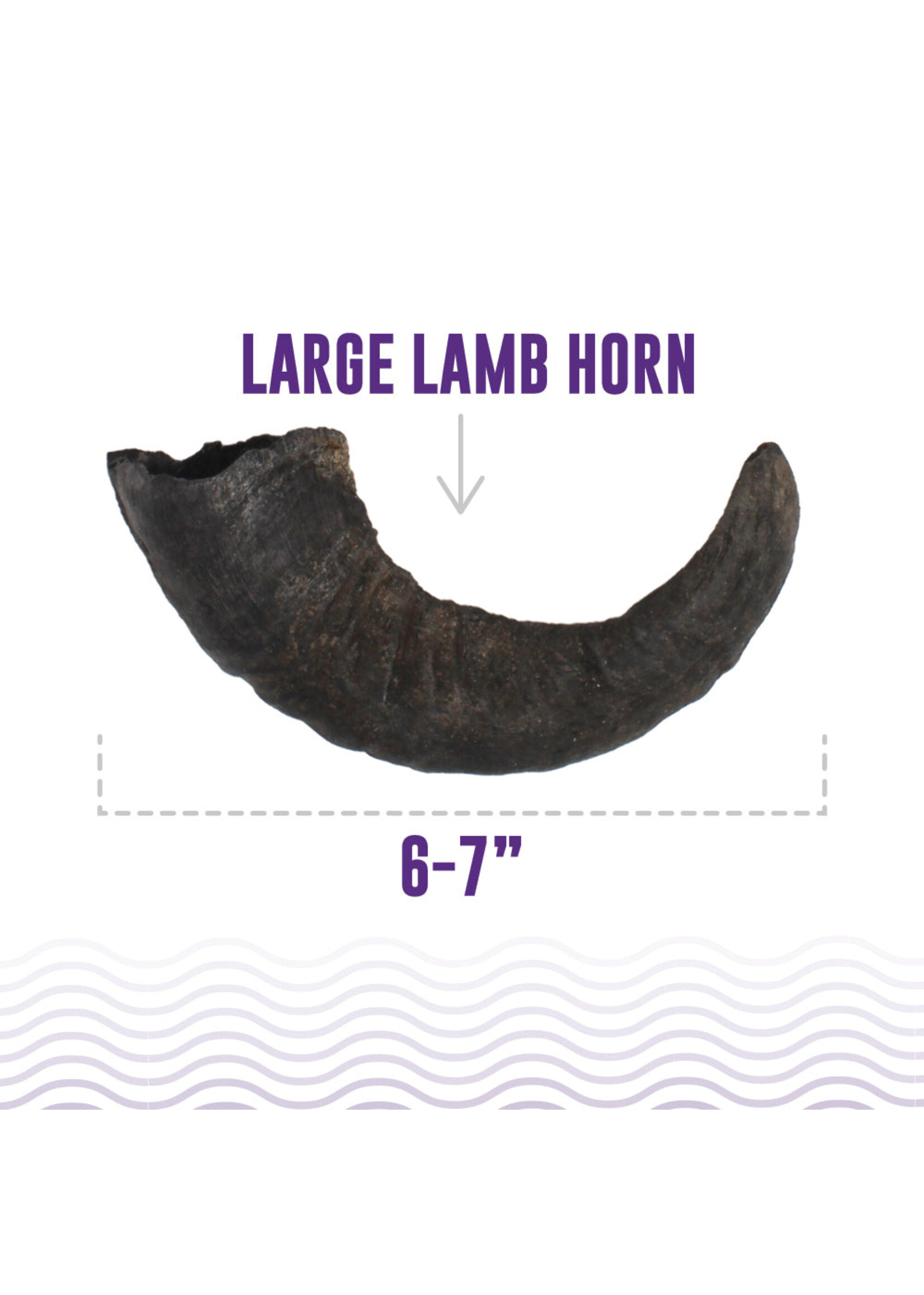 Lamb Horn Large