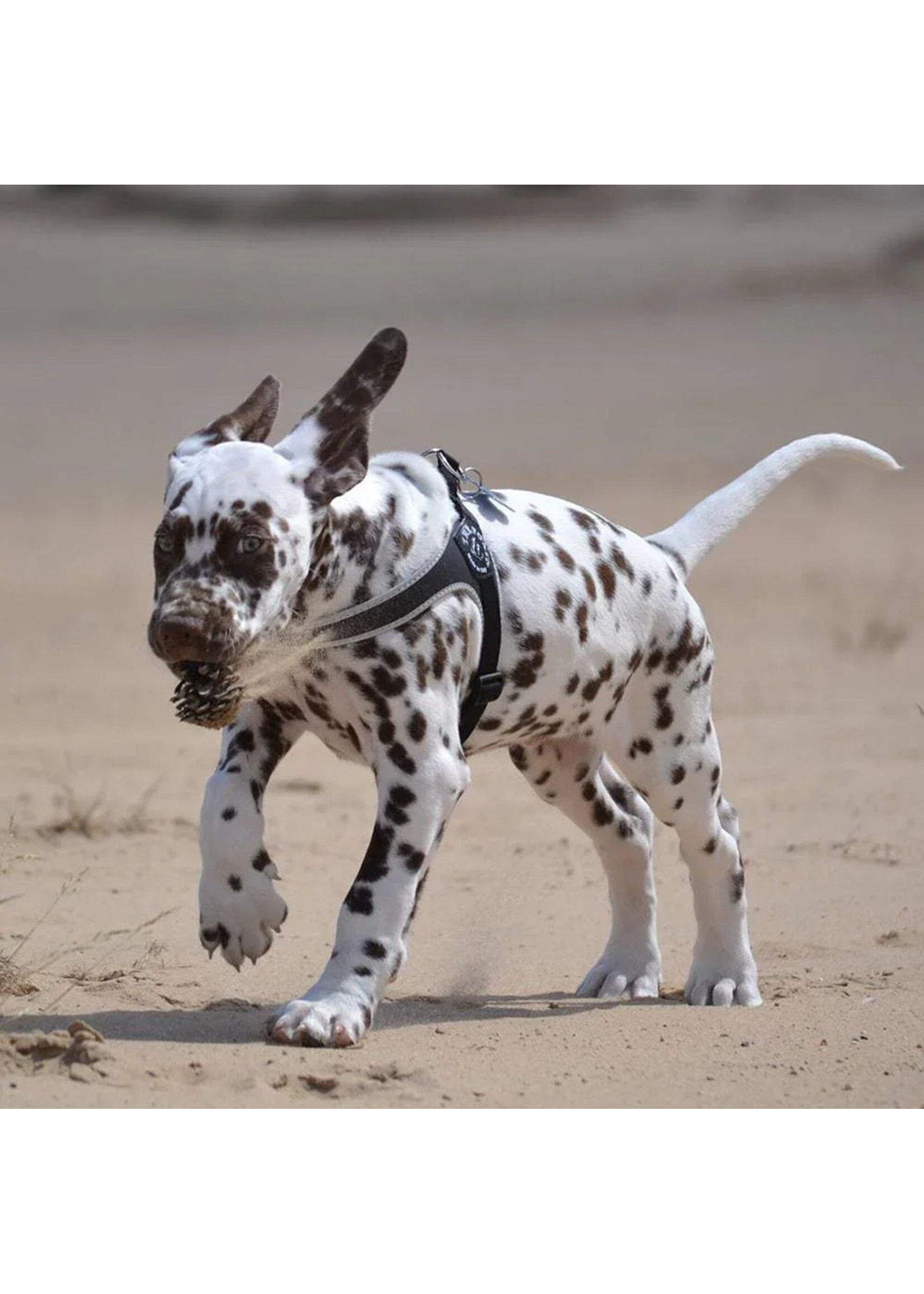 Tre Ponti Genesis Adjustable Belly Harness