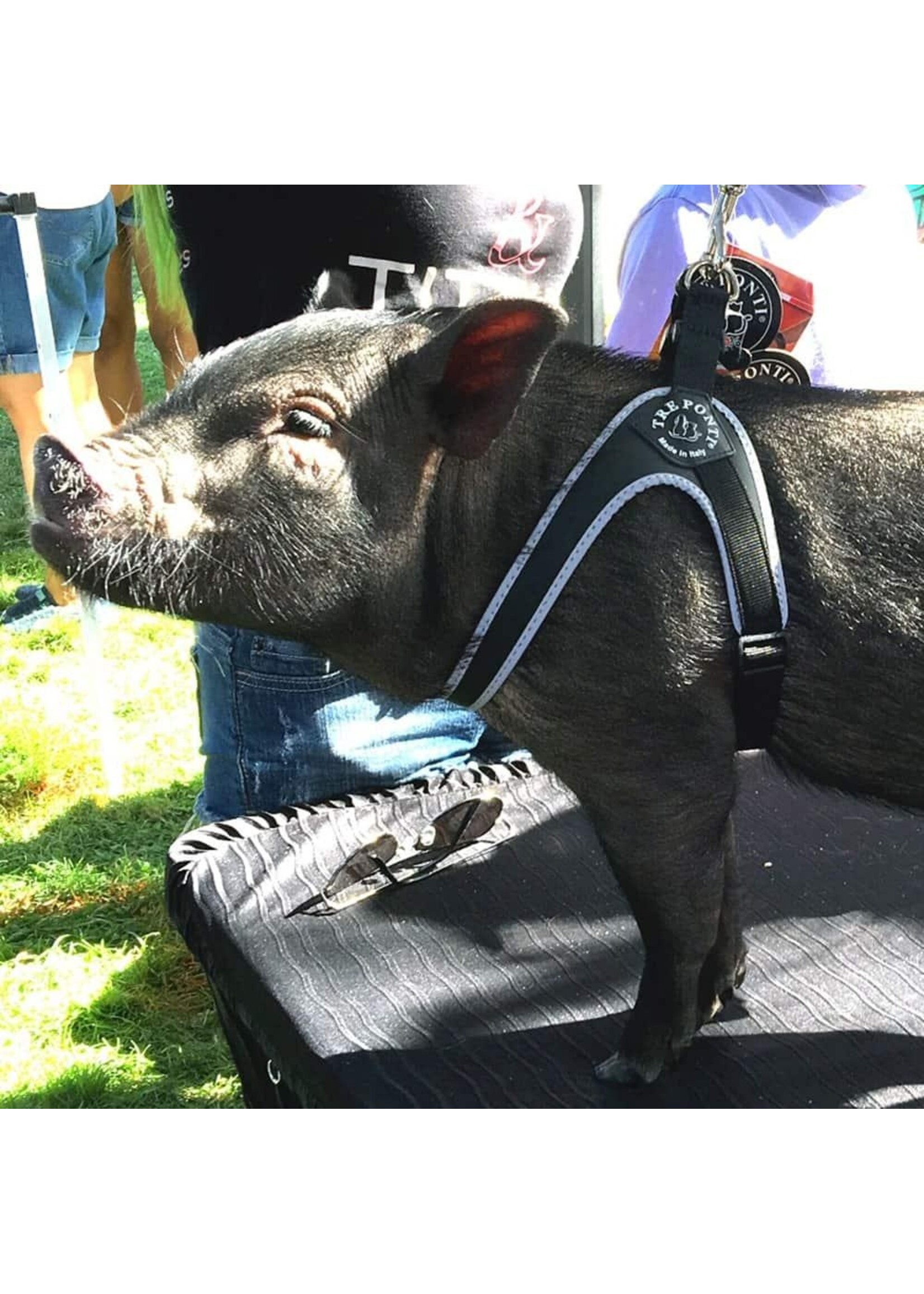 Tre Ponti Genesis Adjustable Belly Harness