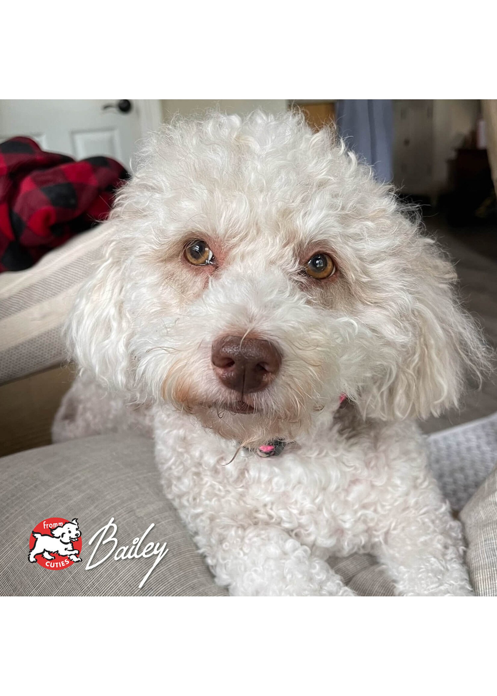 Fromm Gold Salmon n Chicken Pate 12oz