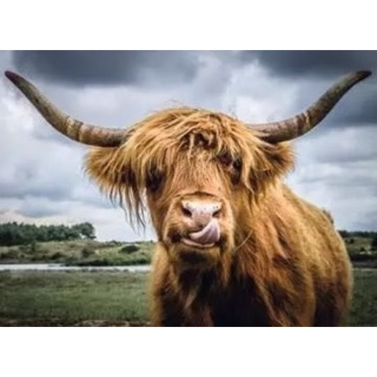 Ravensburger Highland Cattle - Puzzle Moment - 300 pièces