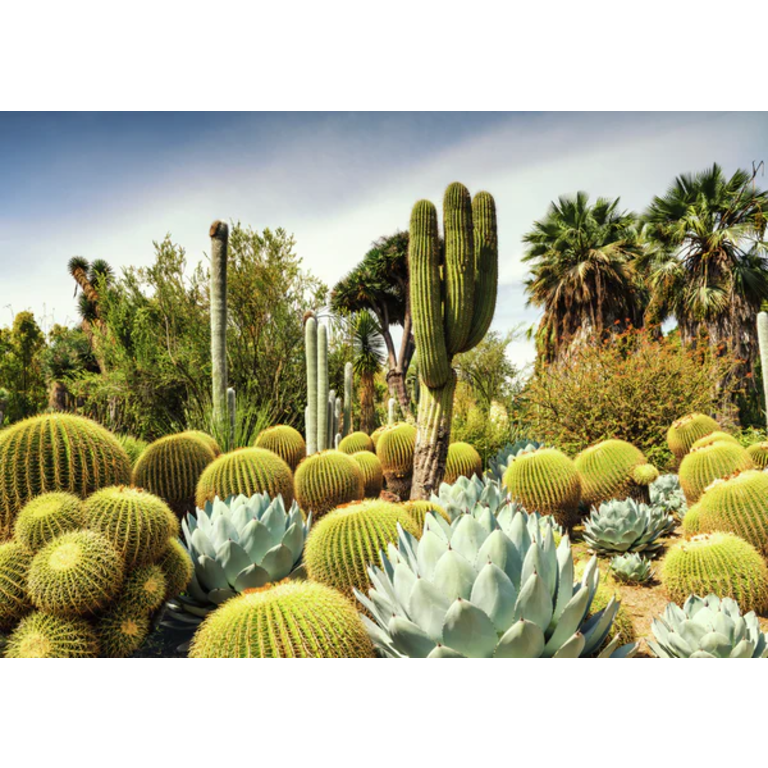 Huntington Desert Garden, USA - 1000 pièces
