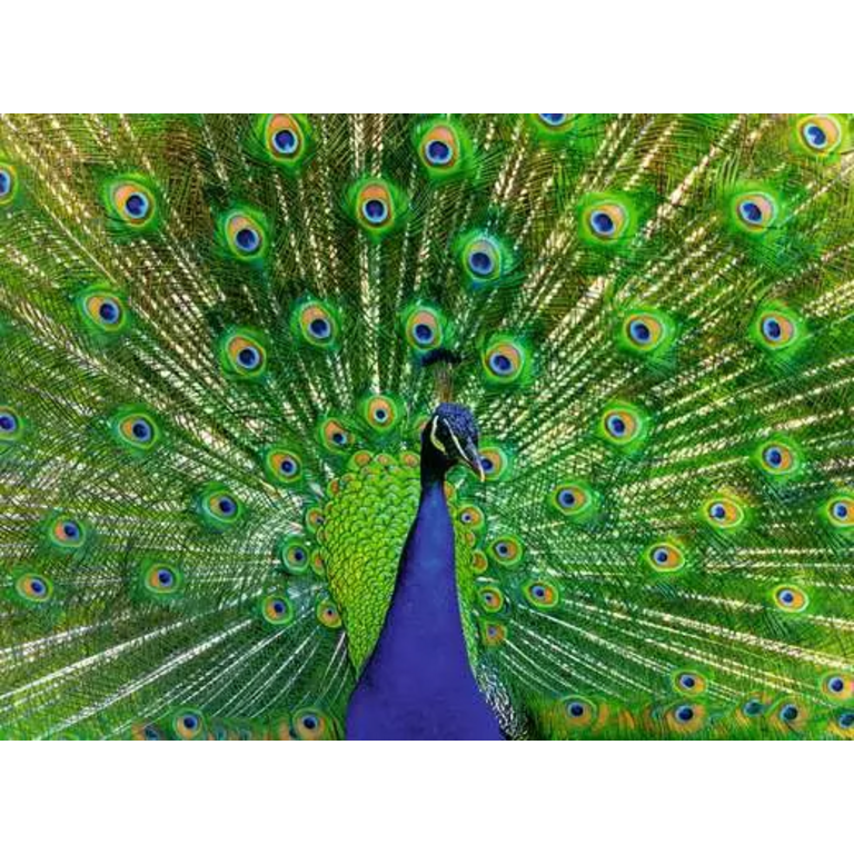 Ravensburger Peacock - 500 pièces